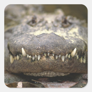 Adesivo Quadrado Alligator americano