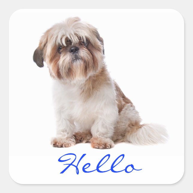 Adesivo Quadrado Alô White Shih Tzu Puppy Dog Saudando Stickers (Frente)