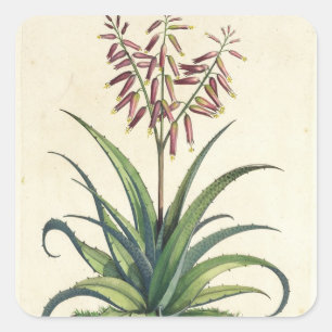Adesivo Quadrado Aloés Vera vulgar, de "Phytographia Curiosa", p