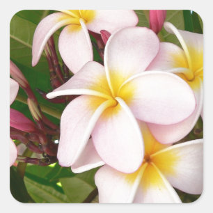 Adesivo Quadrado Aloha o Frangipani havaiano floresce chá de panela