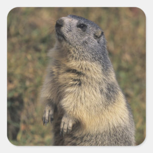 Adesivo Quadrado Alpino Marmot, Marmota marmota, pé adulto