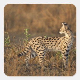 Adesivo Quadrado Alto Mara, Reserva de Caça Masai Mara, Quênia,