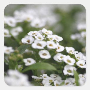 Adesivo Quadrado Alyssum branco de cristal claro