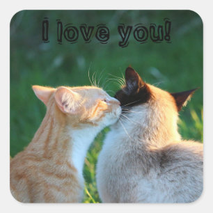 Adesivo Quadrado Amantes do gato do beijo do gato
