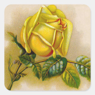 Adesivo Quadrado Amarela Rosa Antiga Estampa Vintage Arte Fina