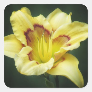 Adesivo Quadrado Amarelo amanteigado - hemerocallis