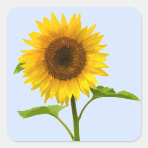Adesivo Quadrado Amarelo Floral Girassol Azul Flor de Casamento