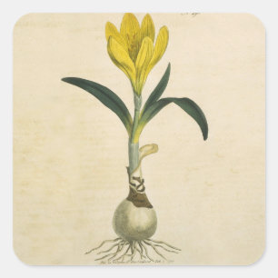 Adesivo Quadrado Amaryllis Tulip Botanical Garden Flower