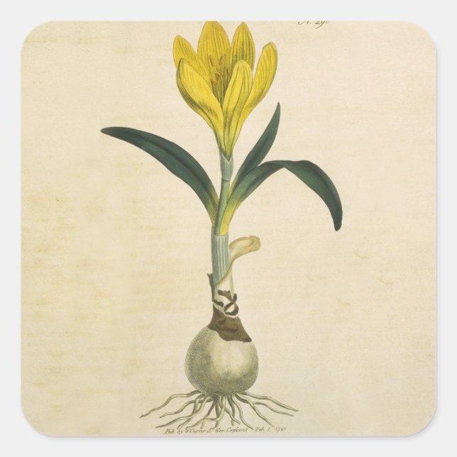 Adesivo Quadrado Amaryllis Tulip Botanical Garden Flower (Frente)