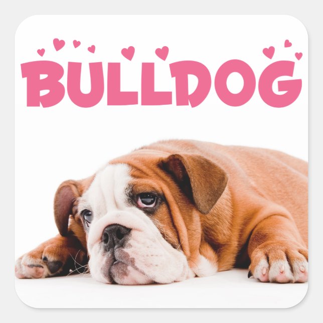Adesivo Quadrado Ame Bulldog Inglês Cachorro Pinto Corações Rosa St (Frente)