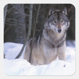 Adesivo Quadrado América do Norte, Canadá, Canadá Oriental, lobo-Ci