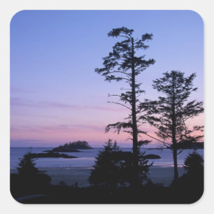 Adesivo Quadrado América do Norte, Canadá, Ilha de Vancouver, árvor