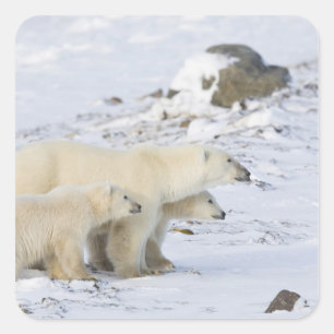 Adesivo Quadrado America do Norte, Canadá, Manitoba, Churchill. 4