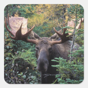 Adesivo Quadrado América do Norte, Canadá, Nova Escócia, Cabo Bretã