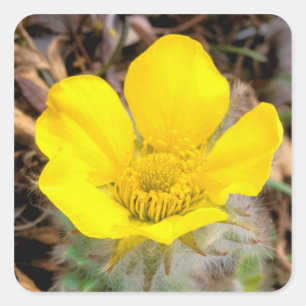 Adesivo Quadrado América do Norte, EUA, Alaska, Denali National