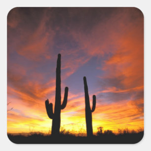 Adesivo Quadrado América do Norte, EUA, Arizona, Deserto de Sonora.