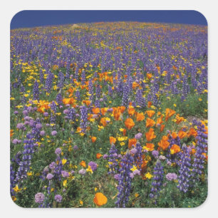 Adesivo Quadrado América do Norte, EUA, Califórnia, Los Angeles 2