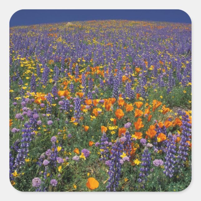 Adesivo Quadrado América do Norte, EUA, Califórnia, Los Angeles 2 (Frente)