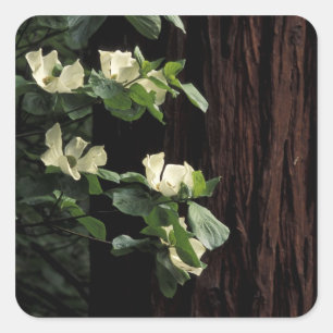 Adesivo Quadrado América do Norte, EUA, Califórnia, Yosemite 2