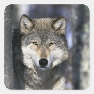 Adesivo Quadrado América do Norte, EUA, Minnesota. Lobo Canis