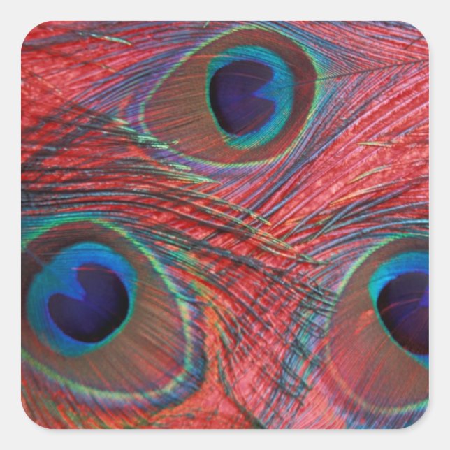 Adesivo Quadrado América do Norte, EUA, WA, Redmond, Peacock (Frente)