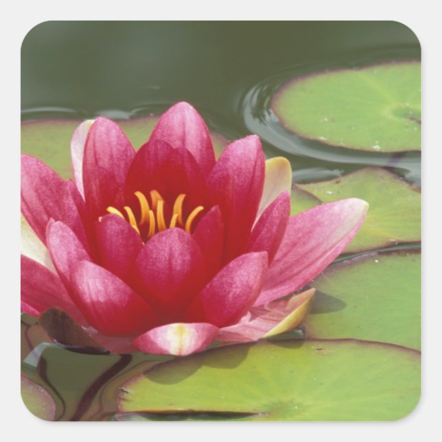 Adesivo Quadrado América do Norte, EUA, WA, Seattle, Woodland Park (Frente)