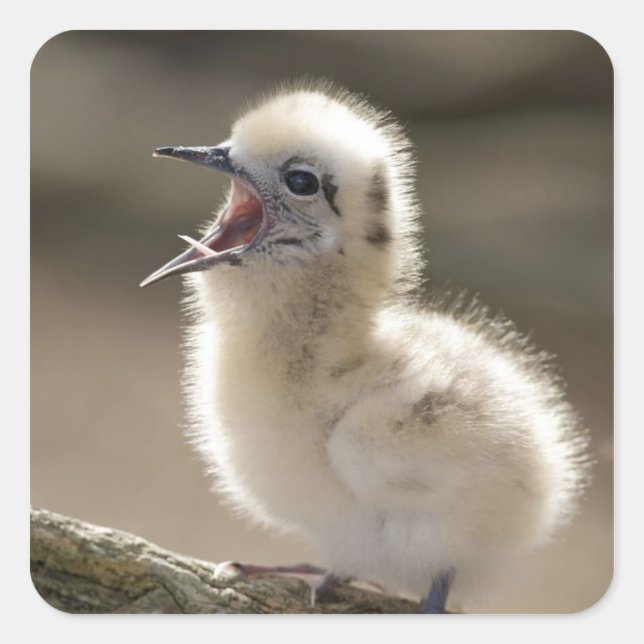 Adesivo Quadrado América do Norte, Ilhas do Noroeste do Havaí, (Frente)
