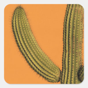 Adesivo Quadrado América do Norte, México, Baixa Califórnia, Cab