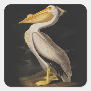 Adesivo Quadrado América do Pássaro Pelicano Branco da Audubon