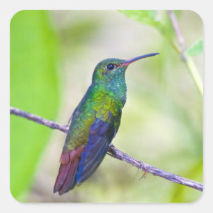 Adesivo Quadrado Ámérica do Sul, Costa Rica, Sarapiqui, Selva do