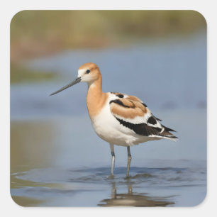 Adesivo Quadrado American Avocet em pé na água