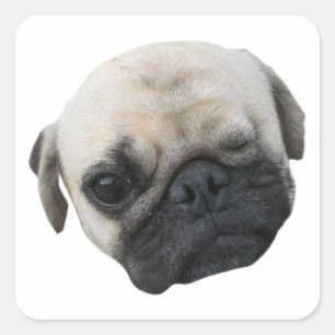 Adesivo Quadrado Amigo de Cão de Cachorro Bonito... か わ い