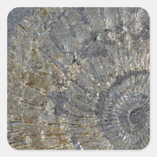 Adesivo Quadrado Ammonite Pirritizada