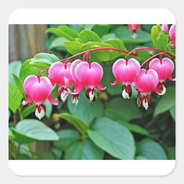 Adesivo Quadrado Amor Cardíaco (Frente)