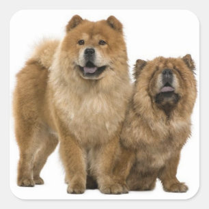 Adesivo Quadrado Amor Chow Chow Cachorro Cachorro Saudação
