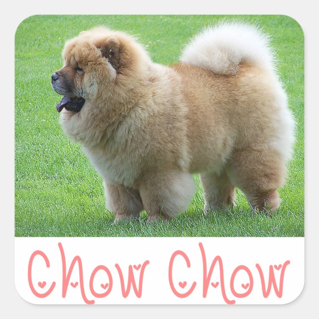 Adesivo Quadrado Amor Chow Chow Puppy Dog Saudação Stickers (Frente)