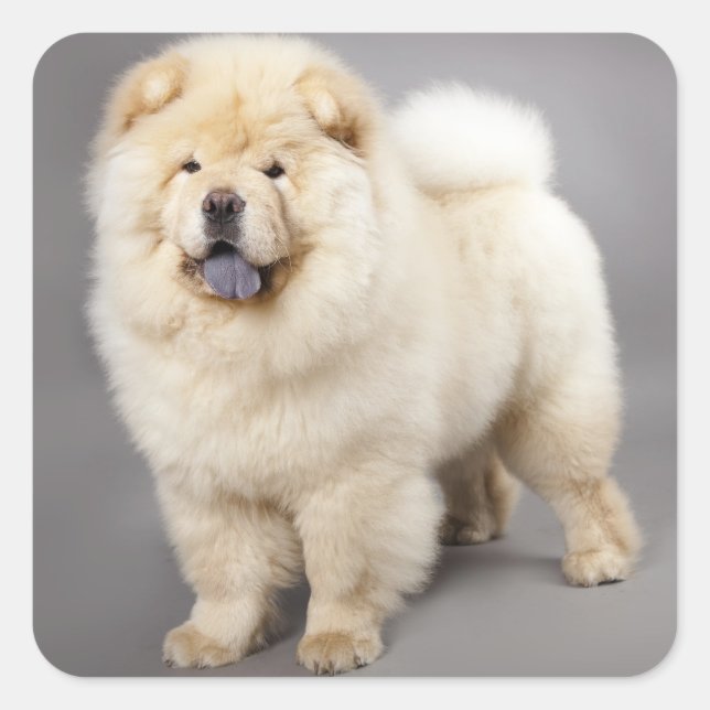 Adesivo Quadrado Amor Chow Chow Puppy Dog Saudação Stickers (Frente)