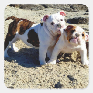 Adesivo Quadrado Amor de filhote de cachorro inglês dos buldogues!