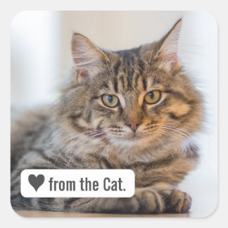 Adesivo Quadrado Amor de Gato com Vinheta de Envelope Coração Quadr