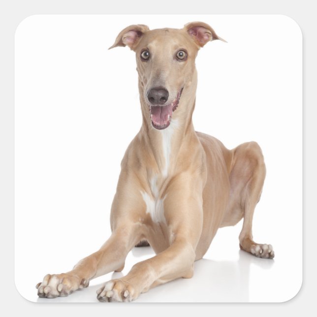 Adesivo Quadrado Amor Feliz Greyhound Tan E White Puppy Dog (Frente)