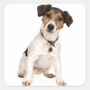 Adesivo Quadrado Amor Jack Russell Terrier Puppy Dog Sticker / Selo