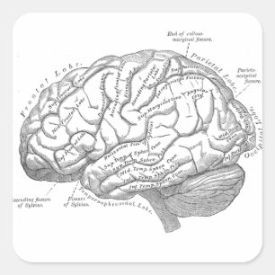 Adesivo Quadrado Anatomia cerebral Vintage