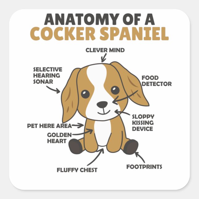 Adesivo Quadrado Anatomia De Cachorro De Cocker Espanhol (Frente)