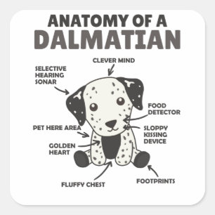 Adesivo Quadrado Anatomia De Um Cachorro Dalmático Doce Engraçado
