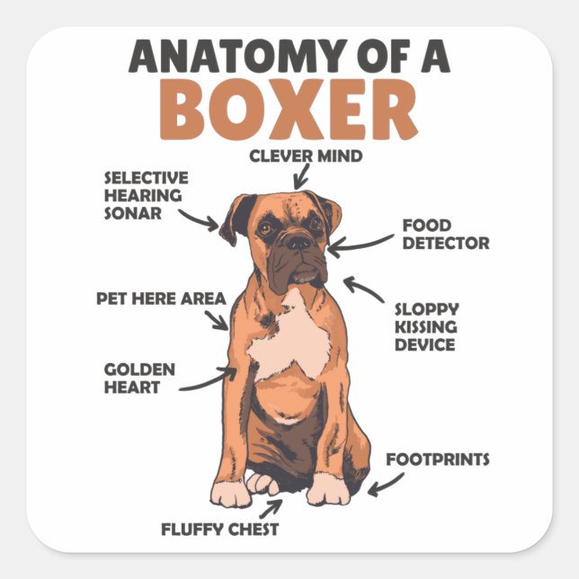 Adesivo Quadrado Anatomia De Um Cachorro Doce Boxer (Frente)