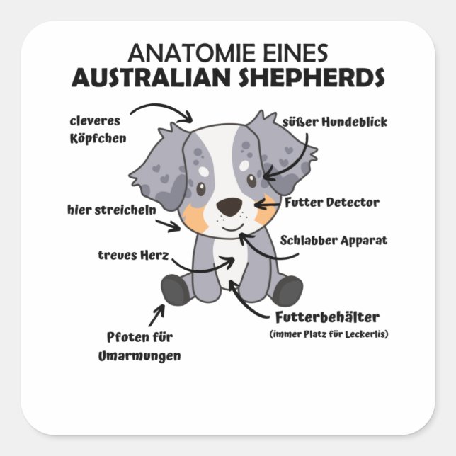 Adesivo Quadrado Anatomia De Um Cão Doce Pastor Australiano (Frente)