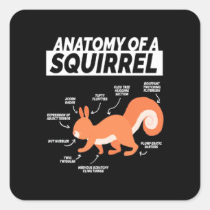 Adesivo Quadrado Anatomia de um esquilo