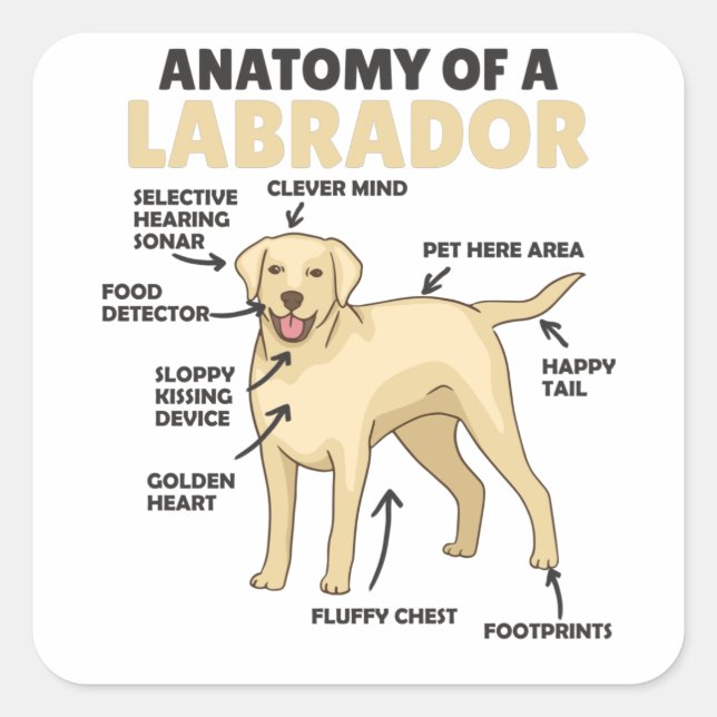 Adesivo Quadrado Anatomia De Um Labrador Retriever Cães Doce (Frente)