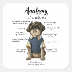Adesivo Quadrado Anatomia de um Shihtzu Edição Amor Incondicional