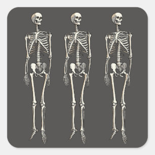 Adesivo Quadrado Anatomia do Esqueleto Humano Desenho de Arte Pop e